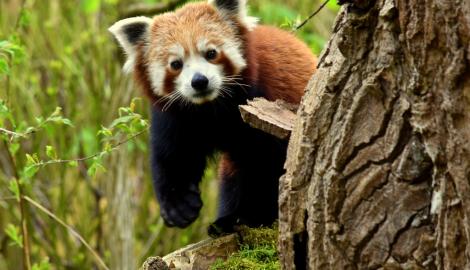 GaiaZOO © GaiaZOO