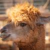 Alpaca © Pexels
