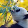 Pairi Daiza © Pexels